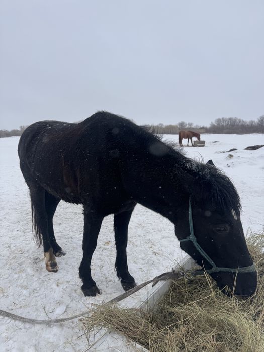Жылқы сатылады (Астана)
