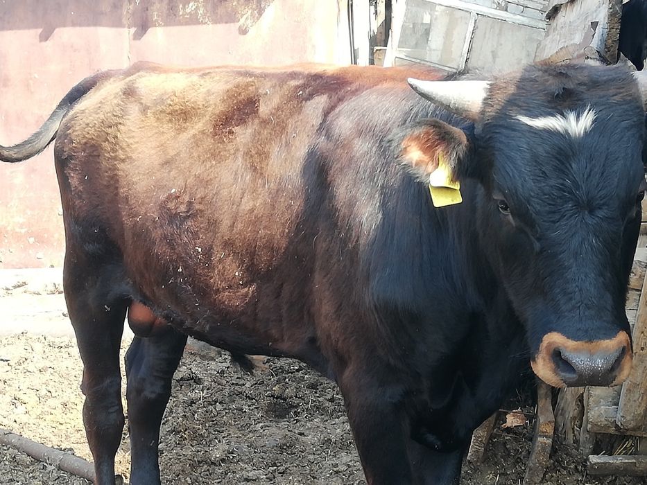 Продам бычков 4головы