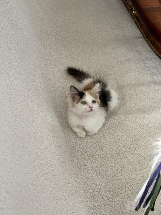 Котенок девочка