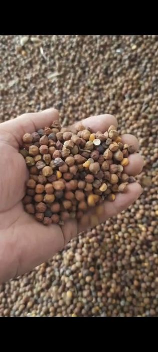 Ячмень! Платный чат! Все корма.