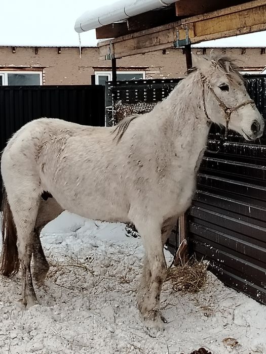 9 жасар, қысыр семіз бие сатылады.