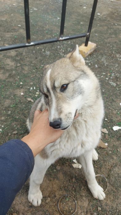 Сибирское Лайка 100%