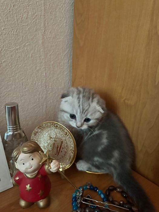 Продаются котенок породы шотландская вислоухая от правильной вязки.