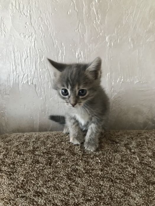 Отдам котят в добрые руки.