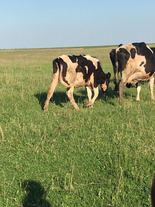 Vand ferma bovine 20 vaci