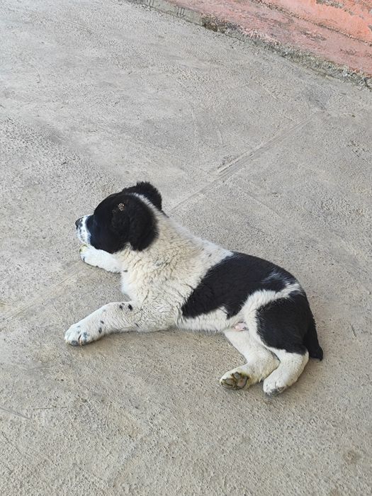 Собака парода төбет