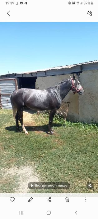 Айғыр, айғыр, айғыр сатылады