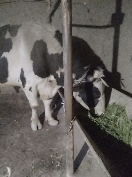 1000 гарантеяоапш