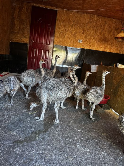 Pui de strut de vanzare