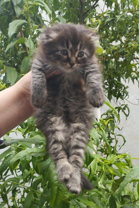 Продам котенков. Мальчик и девочка вислоухие порода