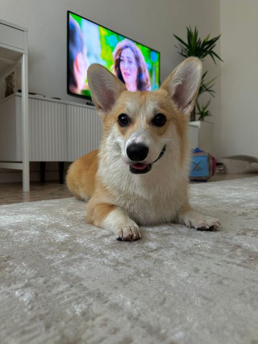 Вельш корги пемброк девочки