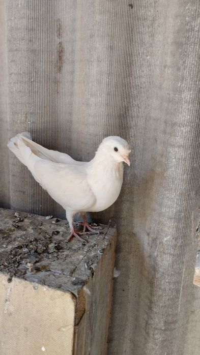 Продам бакинцов молодых