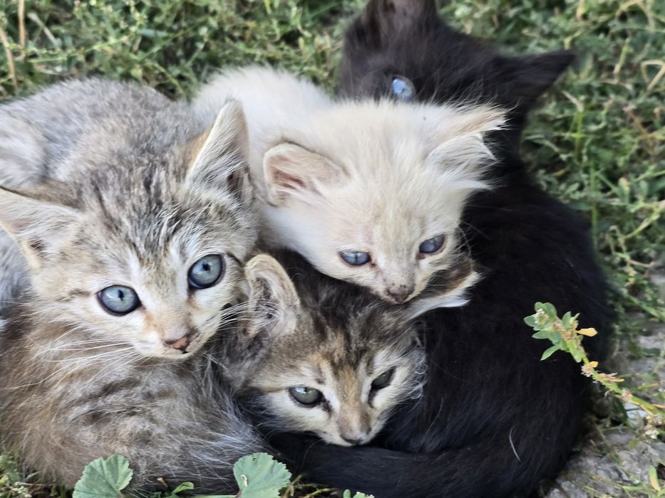 Отдам котят даром
