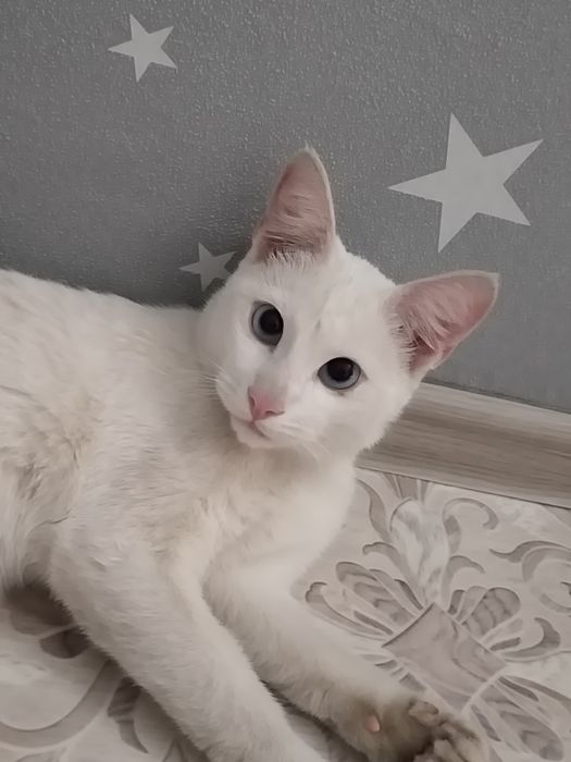 Котик кастрированный