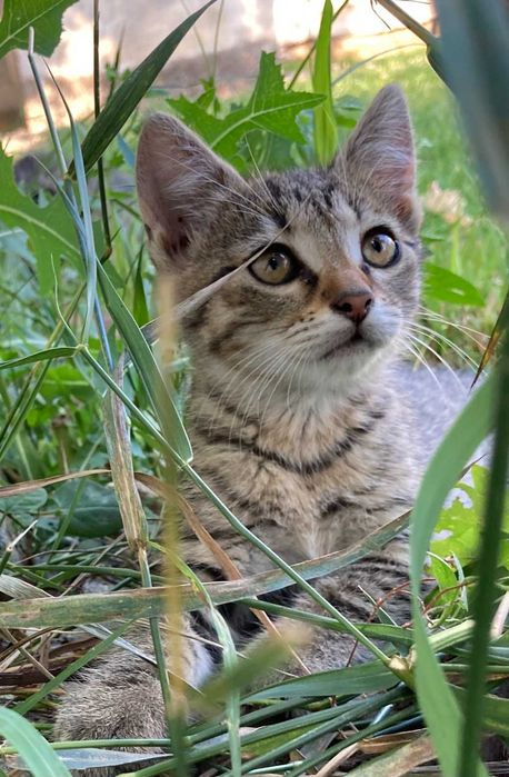 Donez pui de pisica pentru adoptie, pisicute de adoptat, puiut de pisicuta gratis