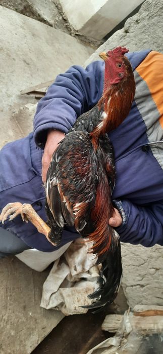 Dakan jo'jalar sotiladi