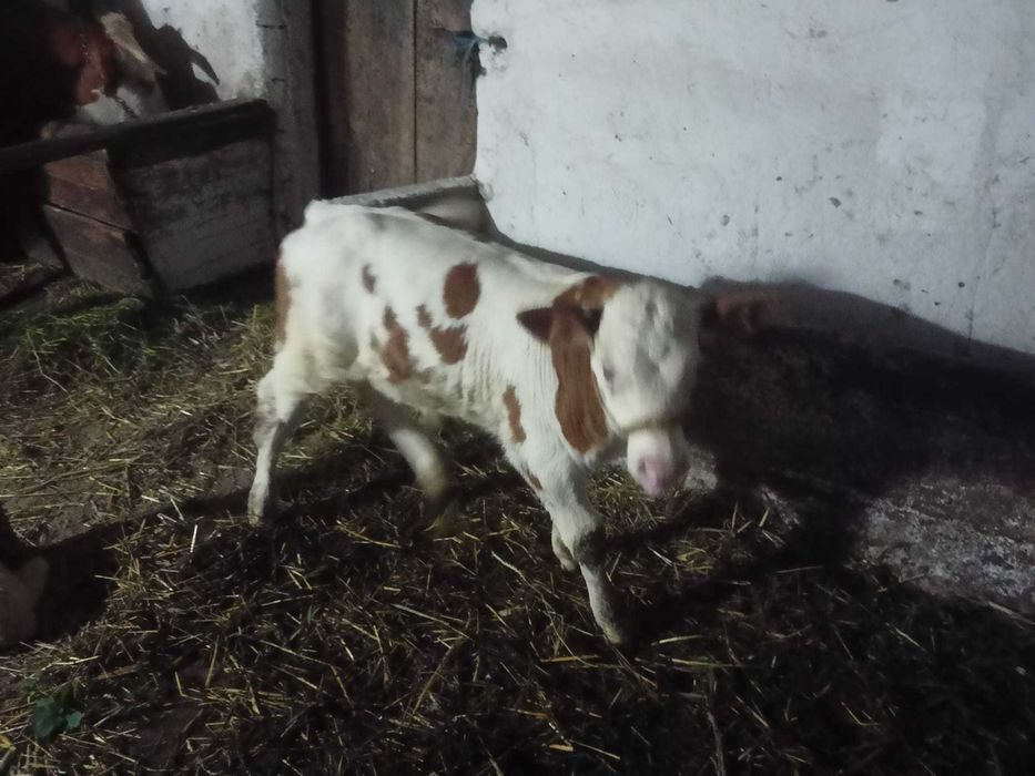 Vaca cu vițel de vanzare