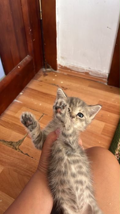 кошки отдам в хорошие руки