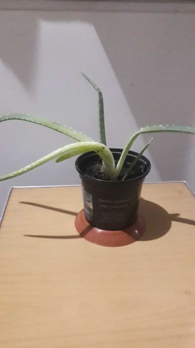 Продам алоэ вера