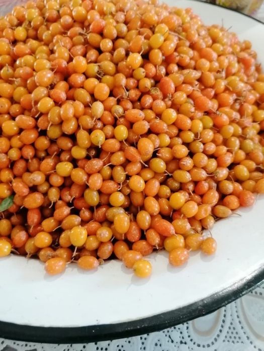 Продам ДАЧНУЮ облепиху