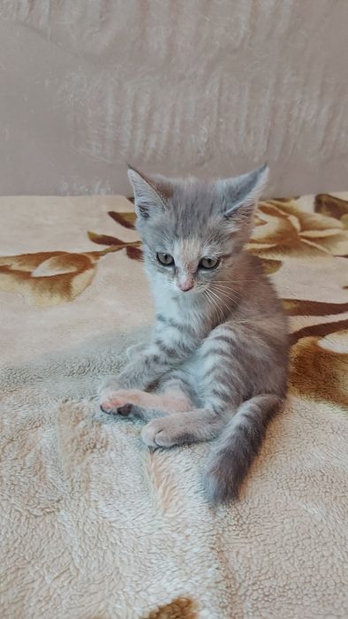 Котнек бесплатно. Домашний