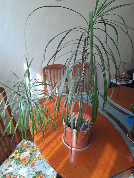 Драцена компакта и драцена маргината