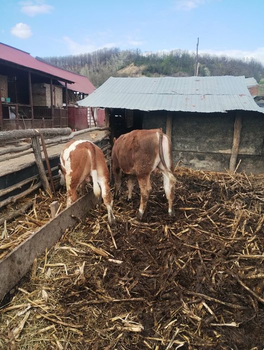 Vind tăurași de 4 luni