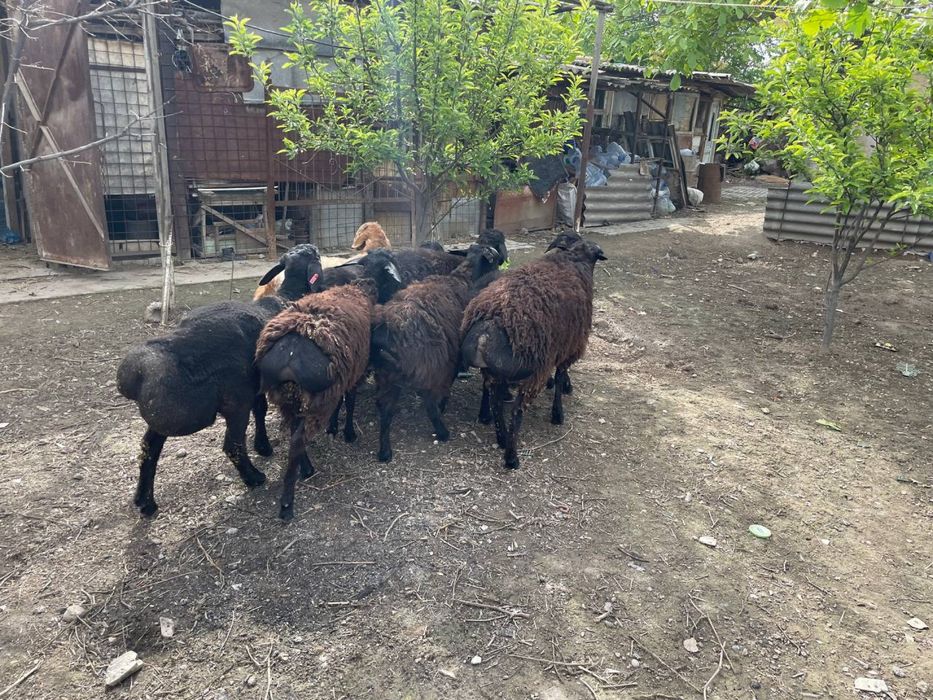 Qoy sotiladi uyda boqiladi