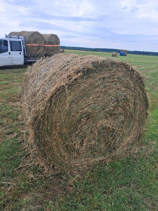 Baloti lucerna mega mari! 150 ×125