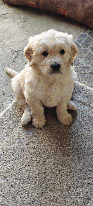 Голдън ретривър/Golden retriever