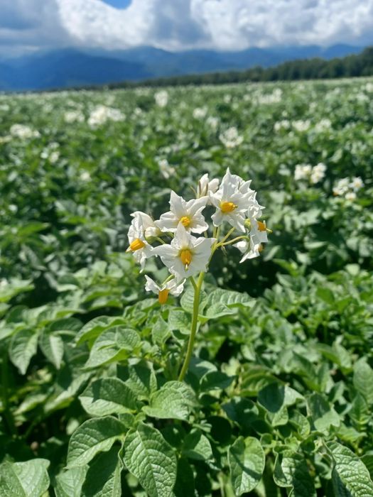 Cartofi de samanta din elita si din clasa A , certificati