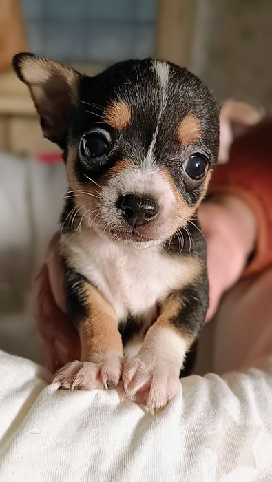 Чихуахуа сладки бебета