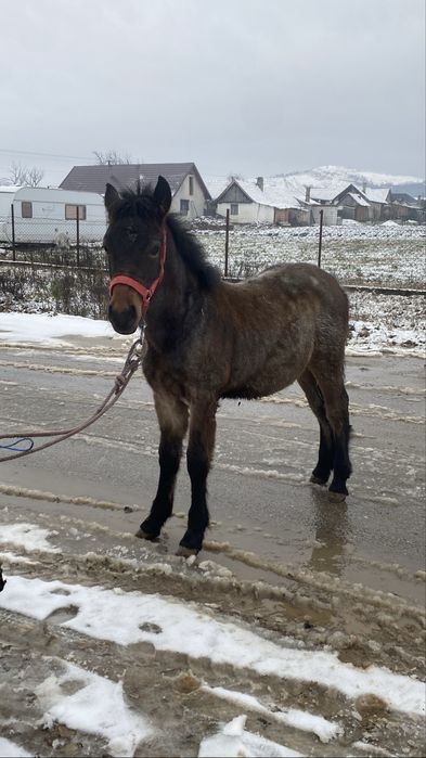 Vand un manz de 6 luni