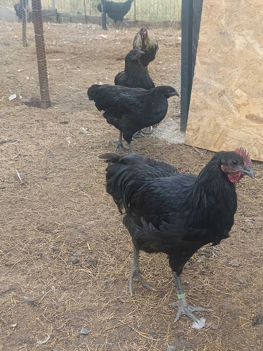 Cocoș/găini Australorp și rațe Pekin.