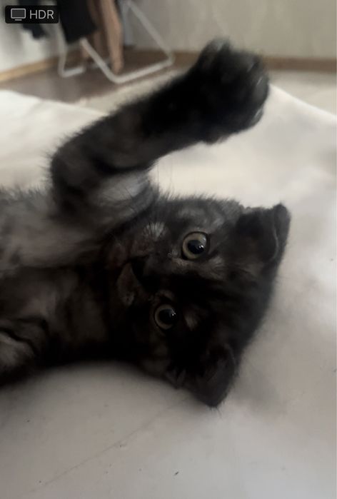 Котенок 2месяца