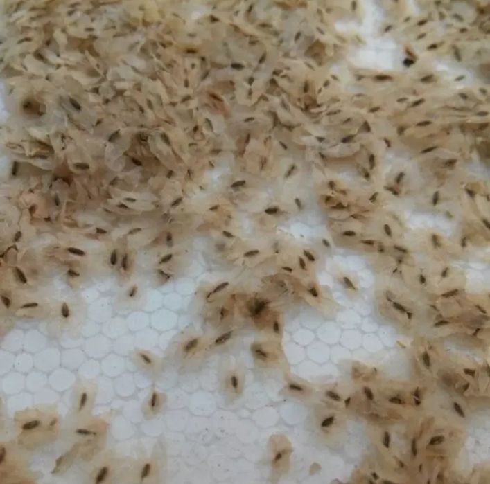 Pavloniya urug'i, Павлония уруги.