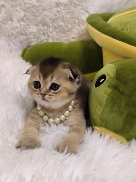 Котята чистокровные