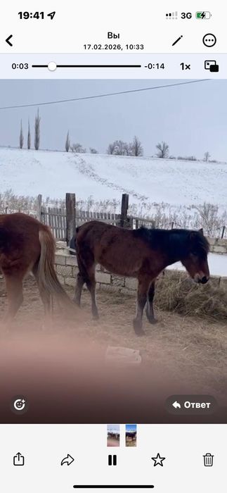 Бие мен жабагы сатылады