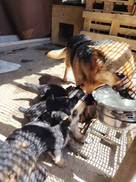 Продам  щенят немецкой овчарки.