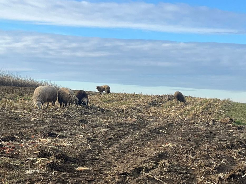 De vânzare 5 berbeci, pt mai multe detalii la nr de telefon