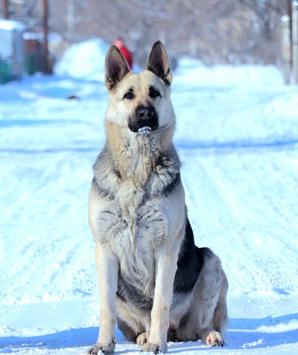 Щенки ВЕО с документами СКК