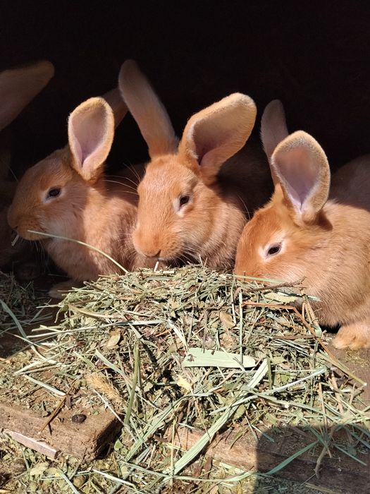 Кролята бургундские