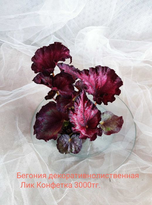 Комнатные растения