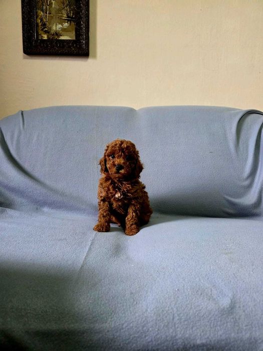 Pudel toy cu pedigree