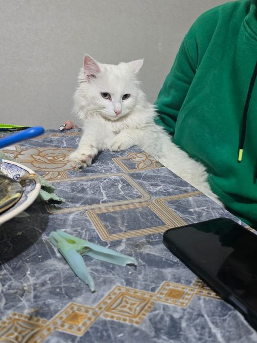 Турецкая ангорка