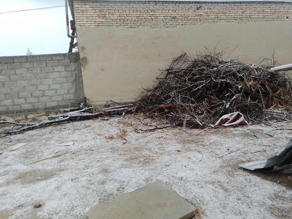 Утин хизим шохалар