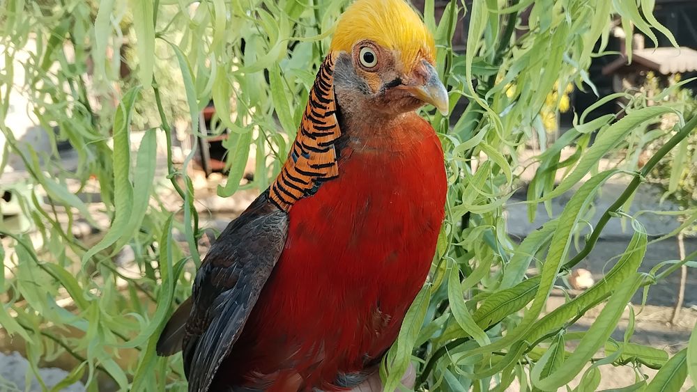 Fazani exotici , roșu,galben,piersica,violet.