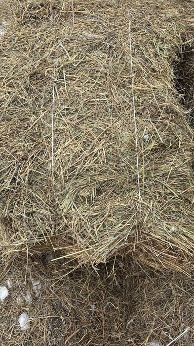 Продам сено тюкованное