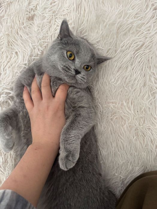 Шотландский страйт