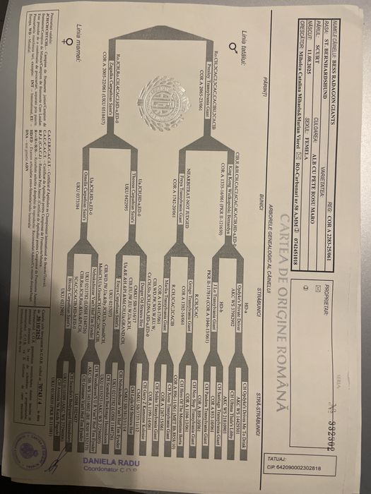 Femela Saint Bernard cu pedigree
